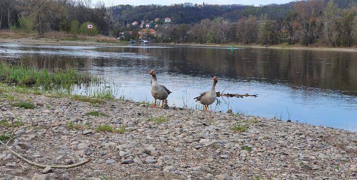 Gaststätte "Zur Elbinsel"